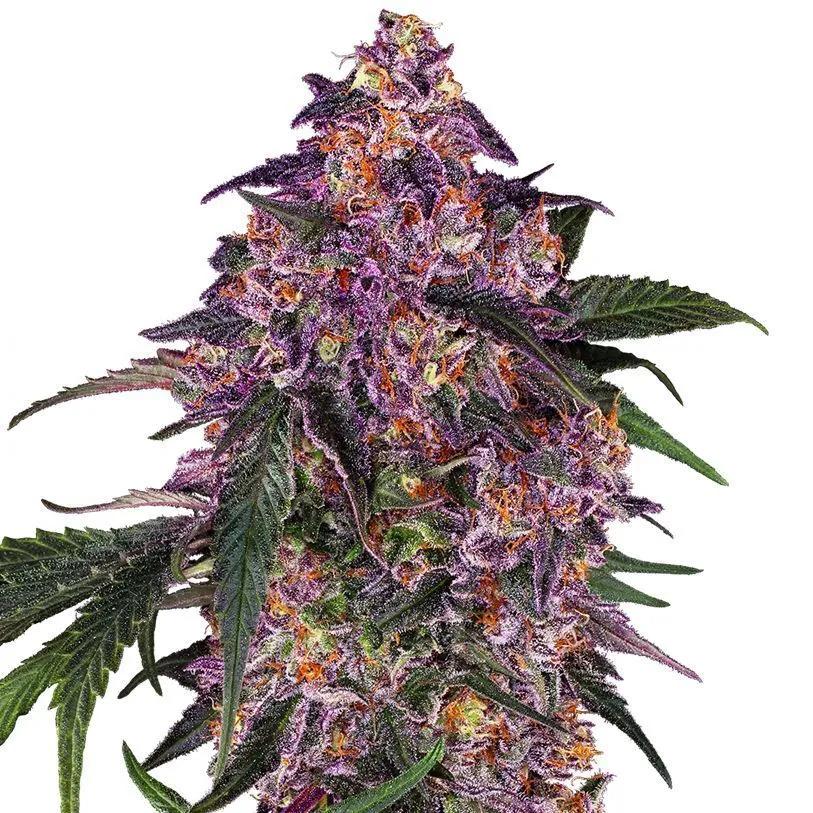 Sensi Purple Kush