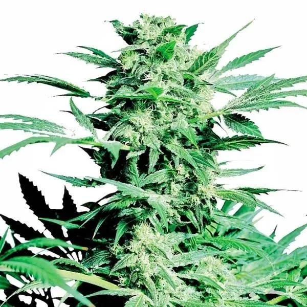 Shiva Skunk