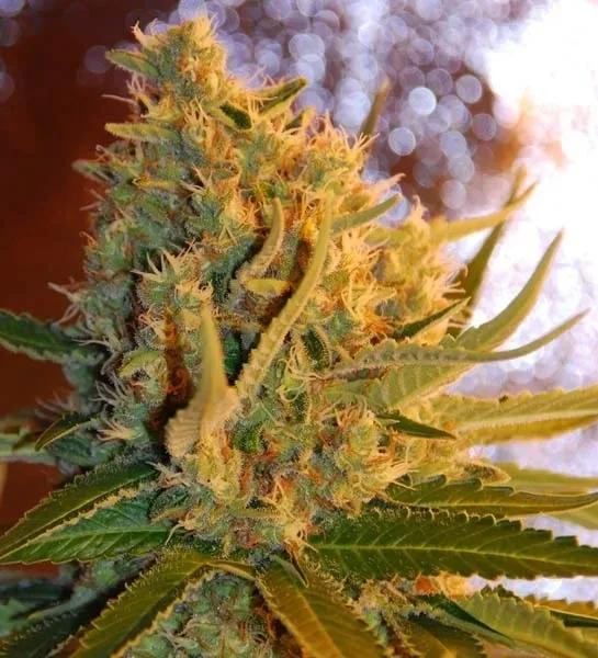 Shot Adrenaline Autoflower