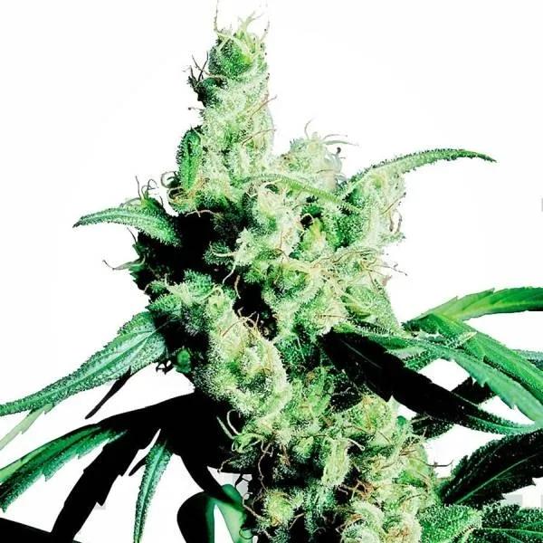 Silver Haze