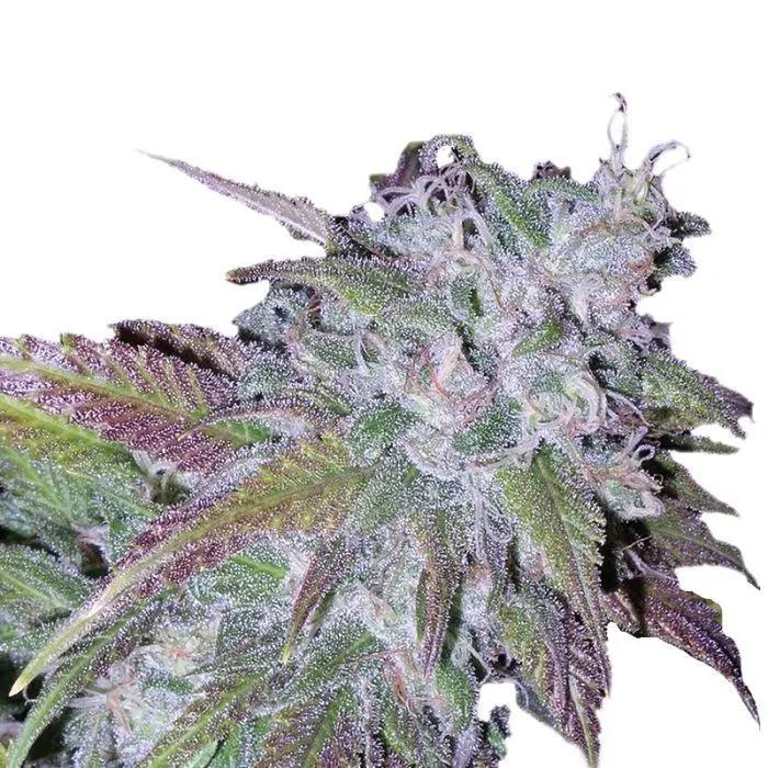 Silvergrape Sherbet