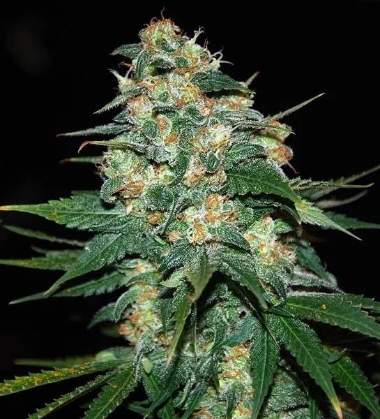 Skunk 47