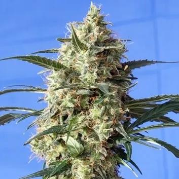 Snow White