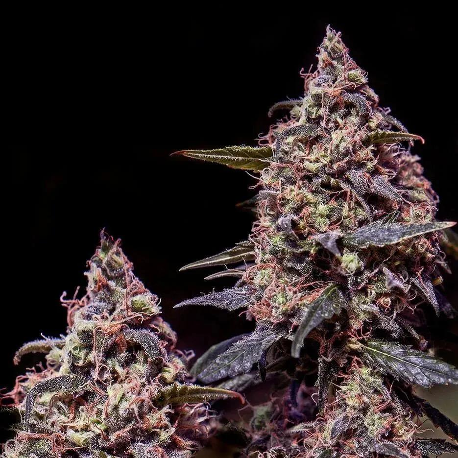 Somango 47
