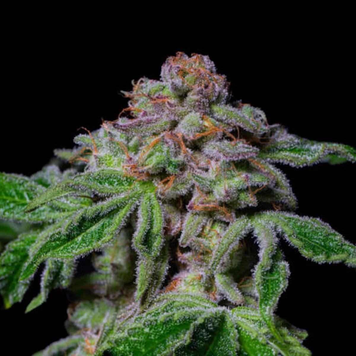 Sour Aloha