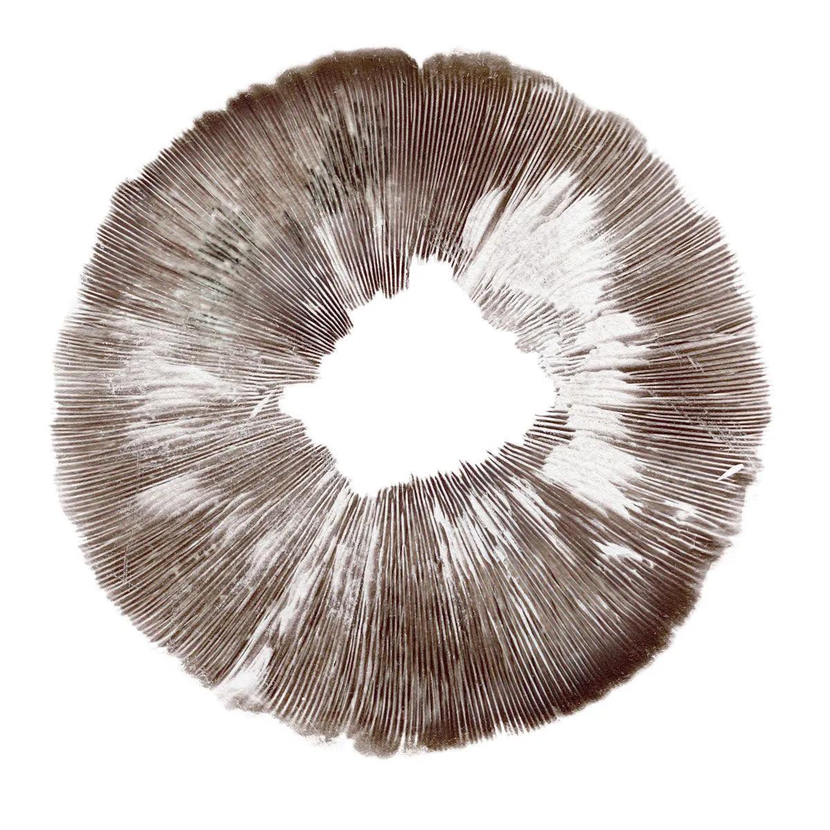 Sporepræg Psilocybe cubensis Amazonas