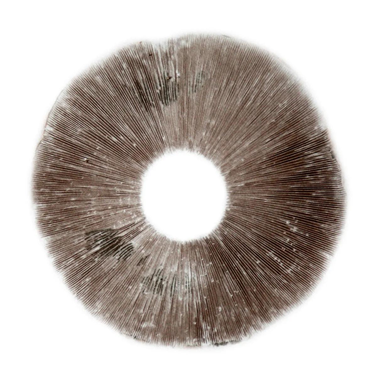 Sporepræg Psilocybe Cubensis B+