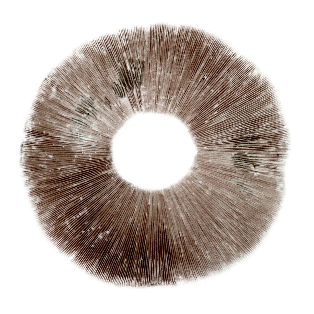 Sporepræg Psilocybe cubensis Ban Hua Thai