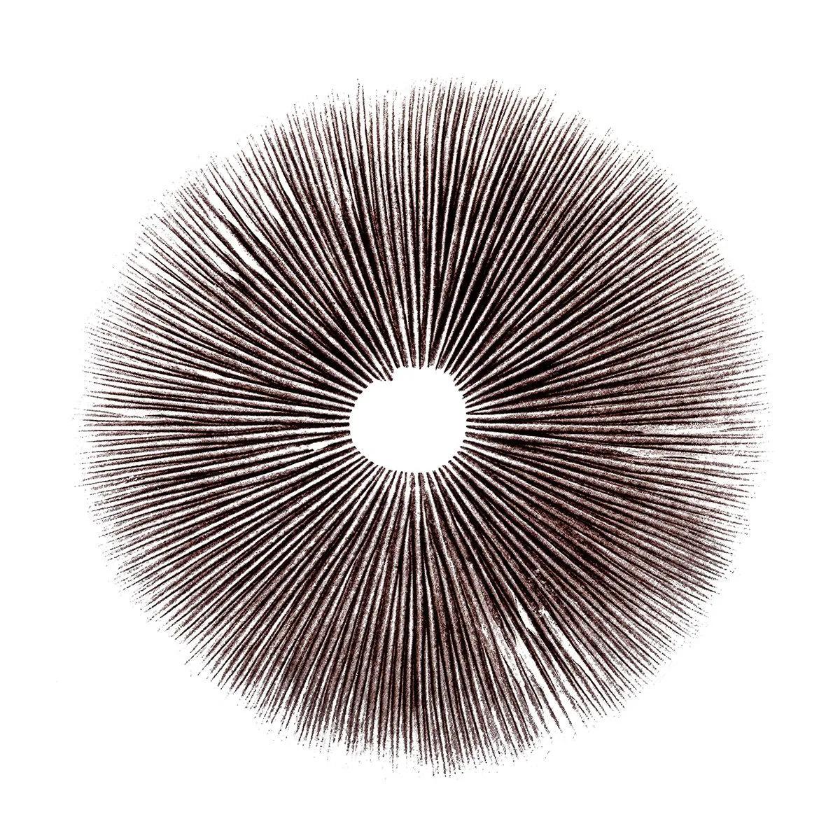 Sporepræg Psilocybe Cubensis Ecuador