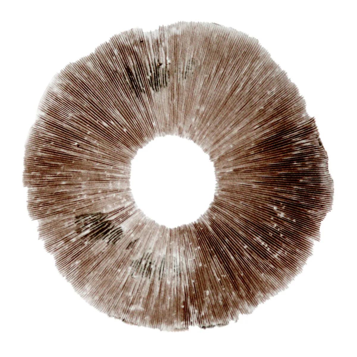 Sporepræg Psilocybe cubensis Hawaii (PES)