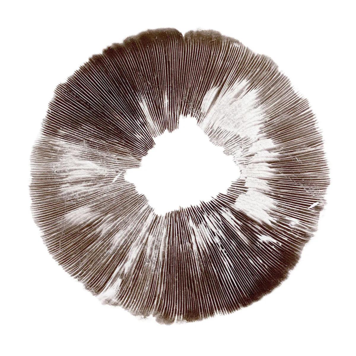 Sporepræg Psilocybe cubensis McKennaii