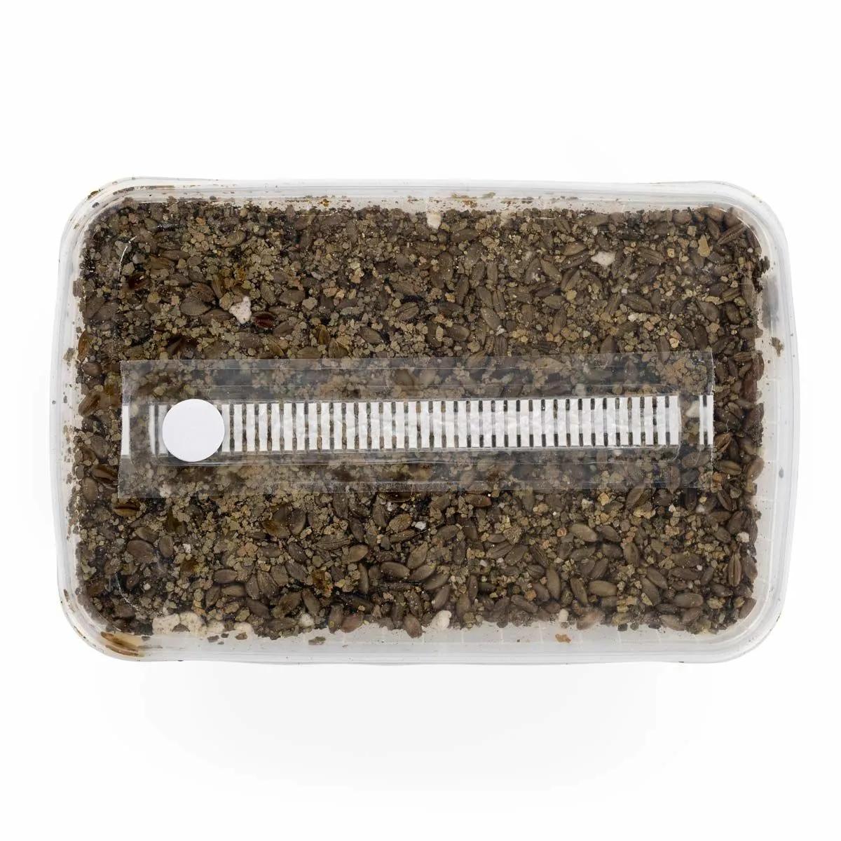 Steriliseret substratkit