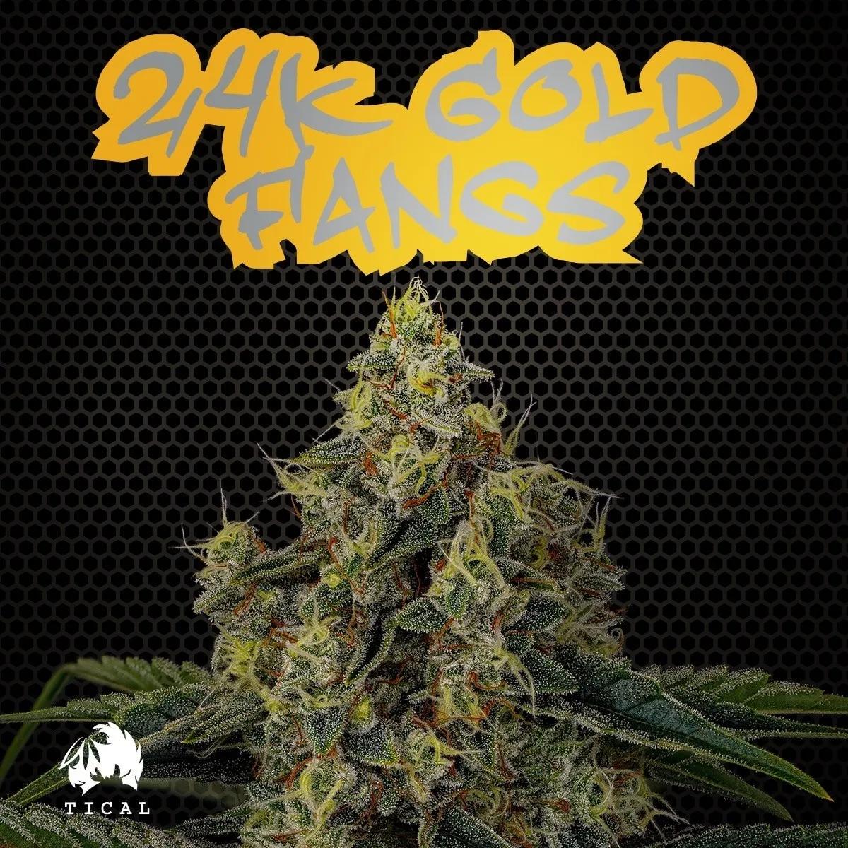 24K Gold Fangs (TICAL)