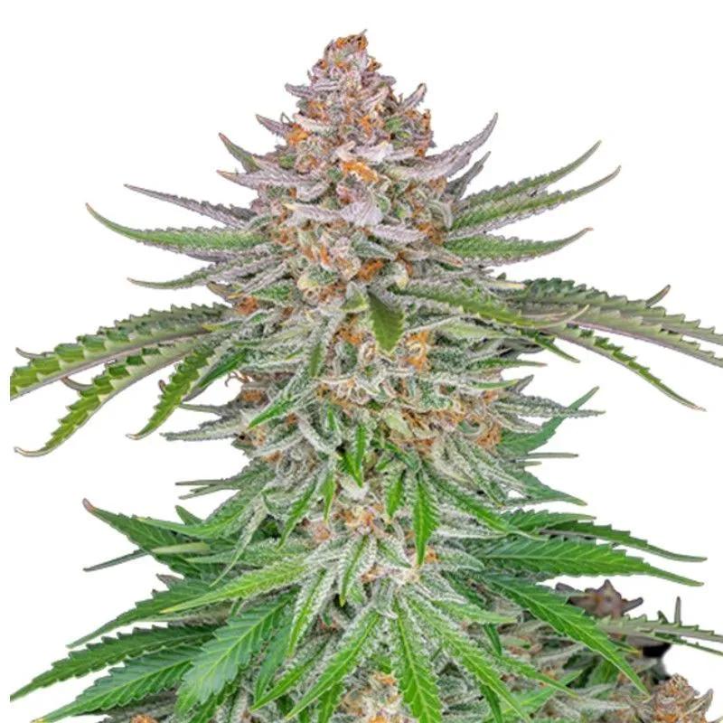 Strawberry Pie Auto