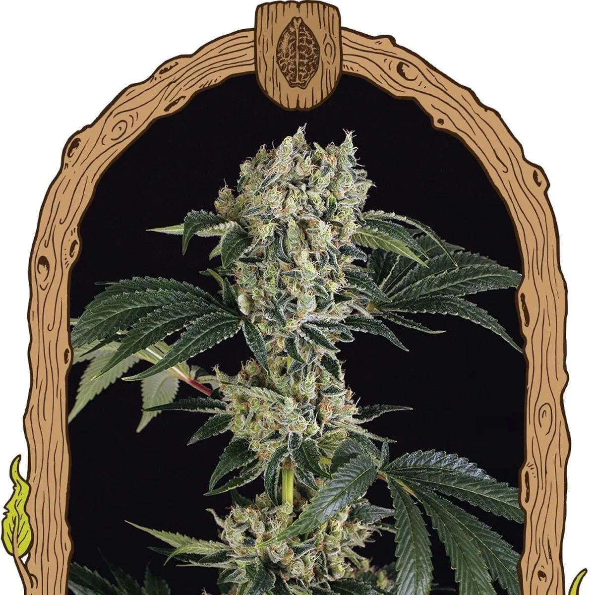 Sugar Larry (Exotic Seed)