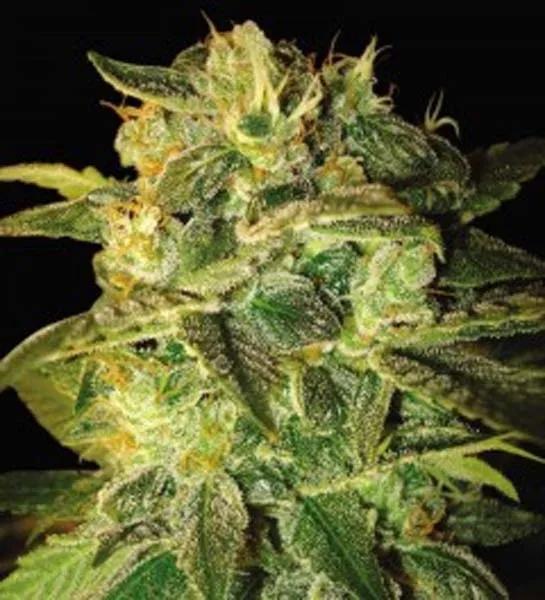 Sugar Mango Ryder Autoflower