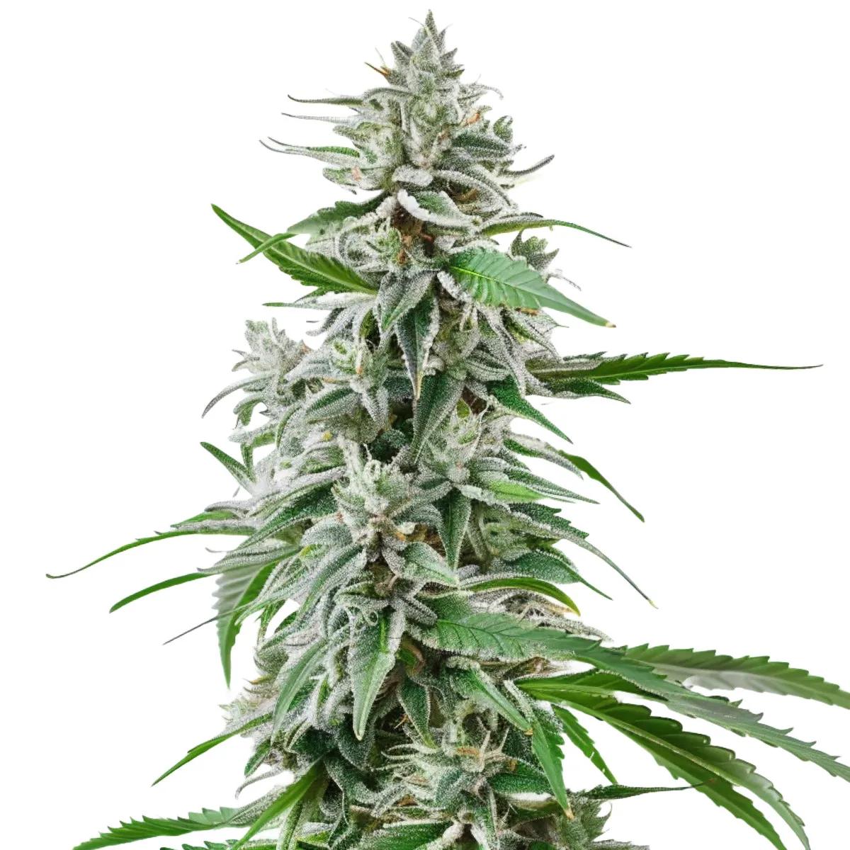 Sunset Sherbet Auto