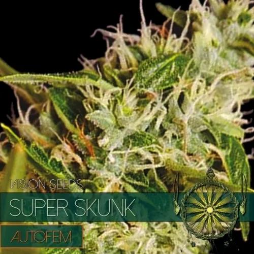 Super Skunk Autoflowering