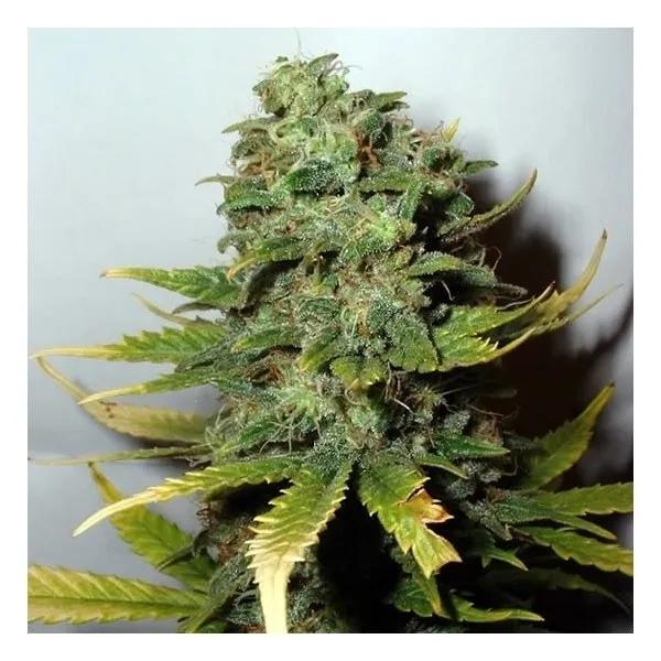 Super Skunk