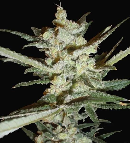 Supersonic Cristal Storm Autoflower
