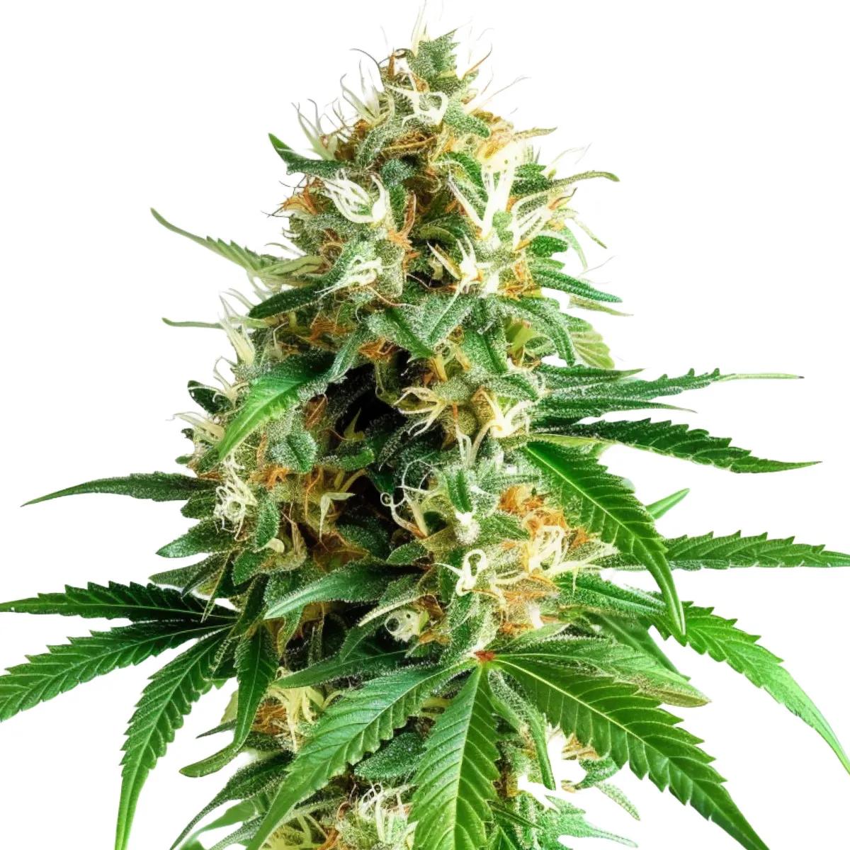 Tangerine Dream