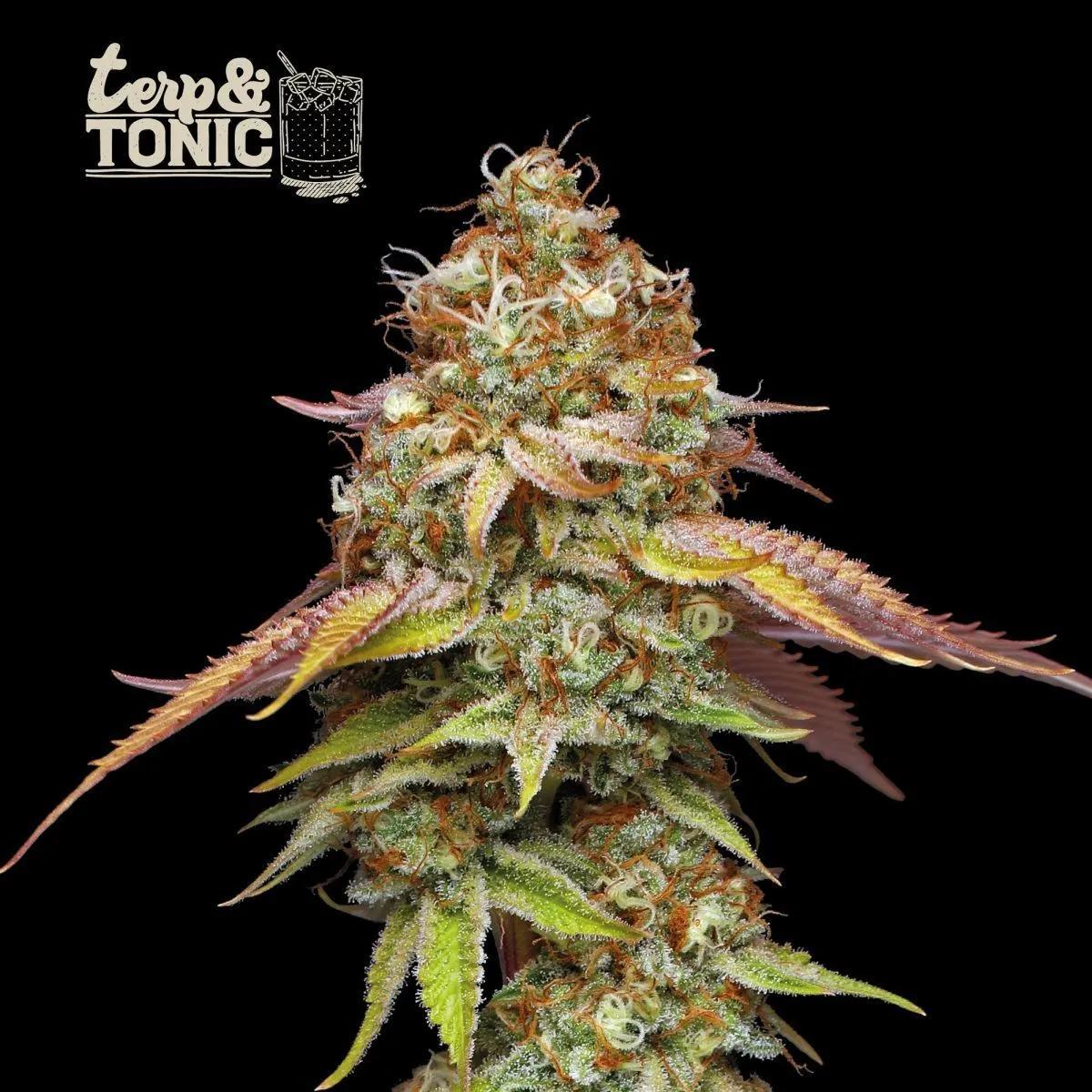 Terp & Tonic (Seedstockers)