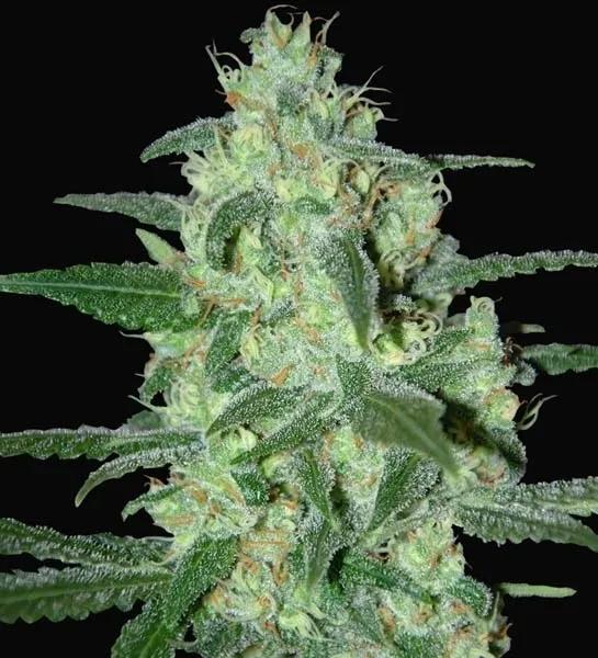 Thunder Bloody Mary Autoflower