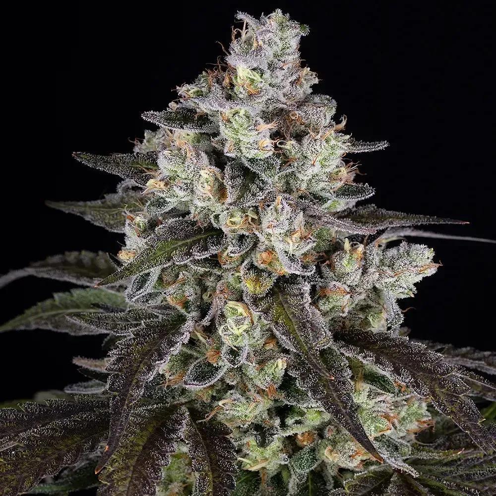 Trainwreck