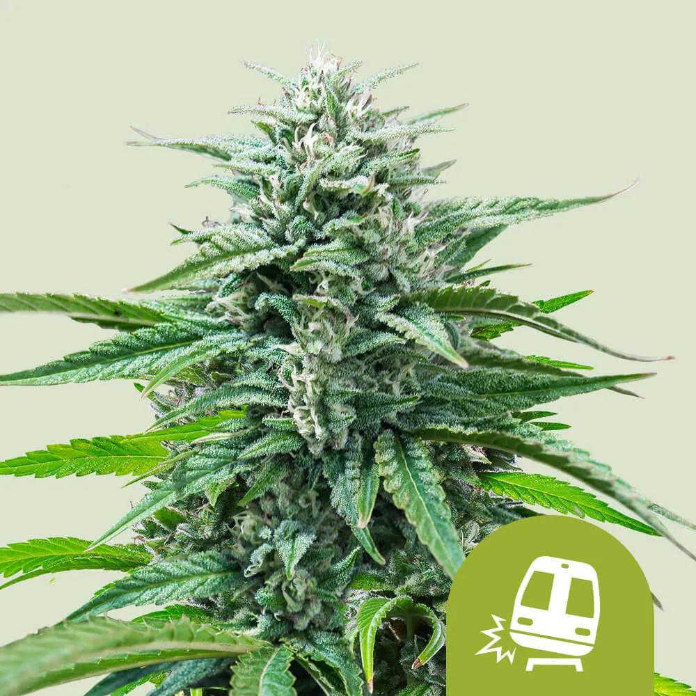 Trainwreck