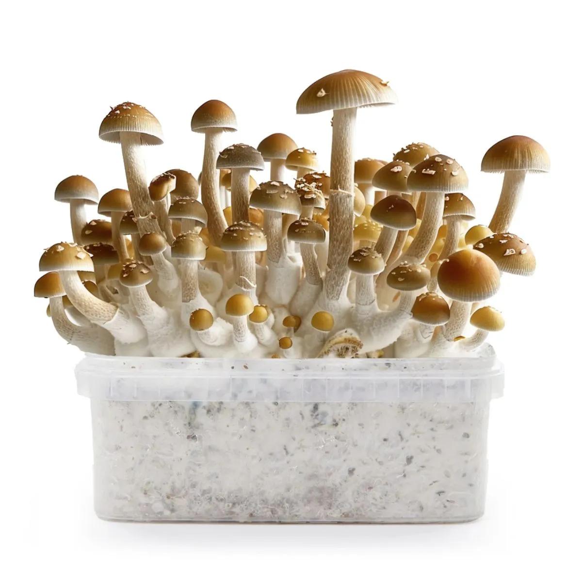 Treasure Coast growkit