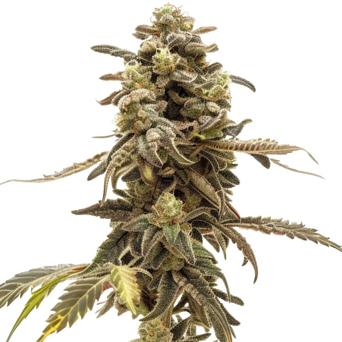 Wedding Cake Auto