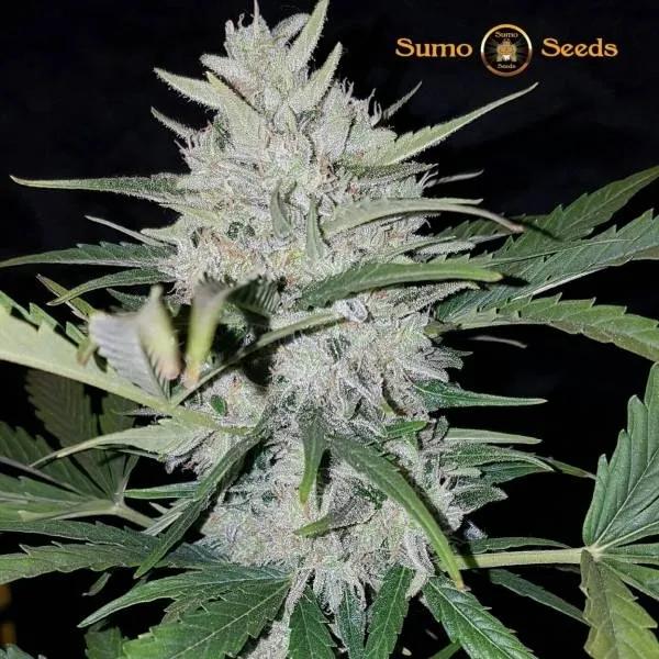 White Cheese Auto