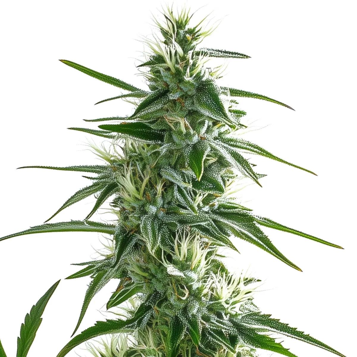 White Widow