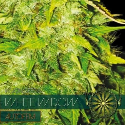 White Widow Autoflowering