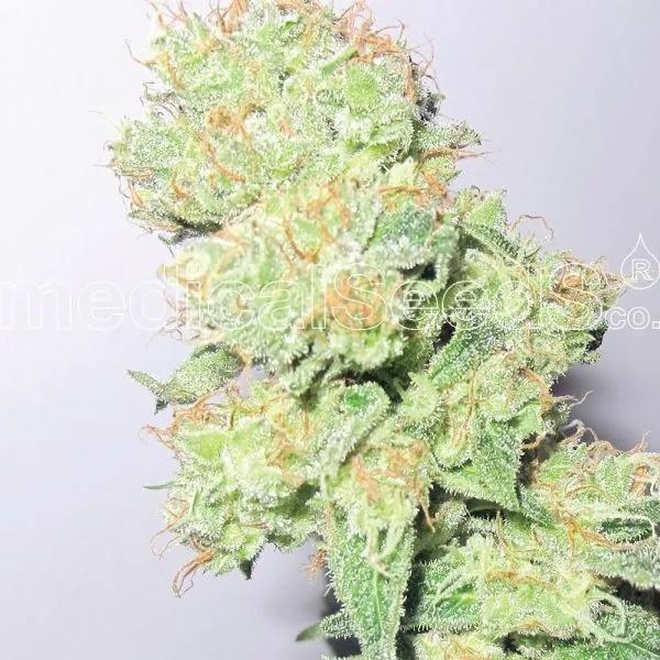 Y Griega CBD