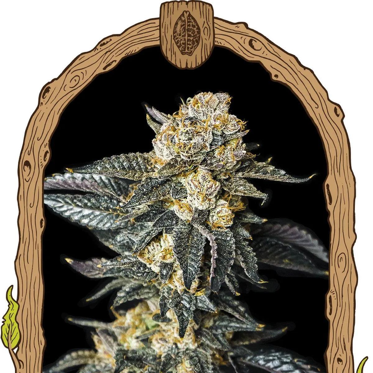 Zkittaberry Auto (Exotic Seed)