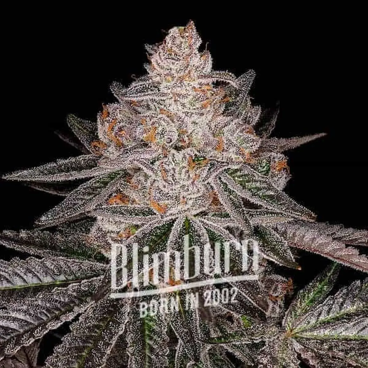 Apple Fritter
