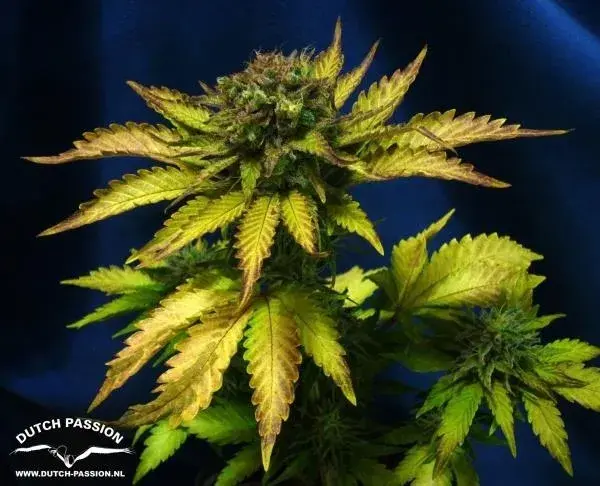 Auto Blueberry