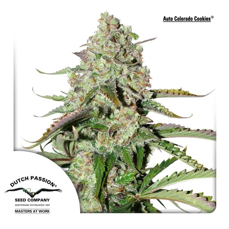 Auto Colorado Cookies