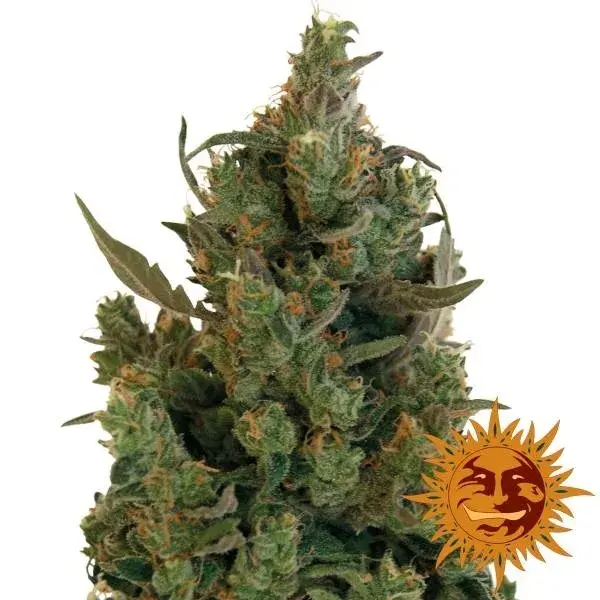 Blueberry Cheese