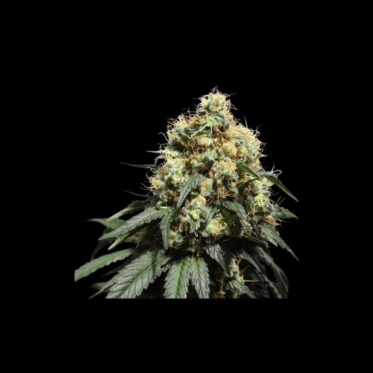 Bruce Lemon Diesel