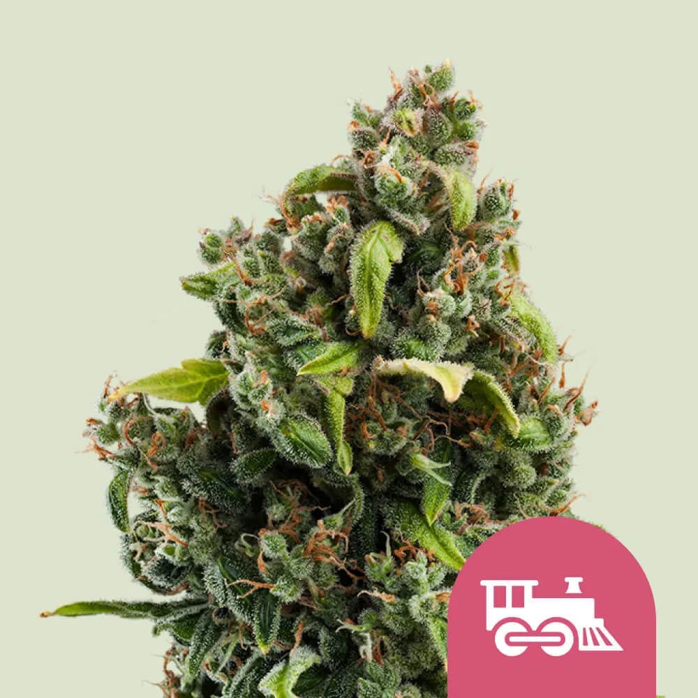 Candy Kush Express - Fast Flowering