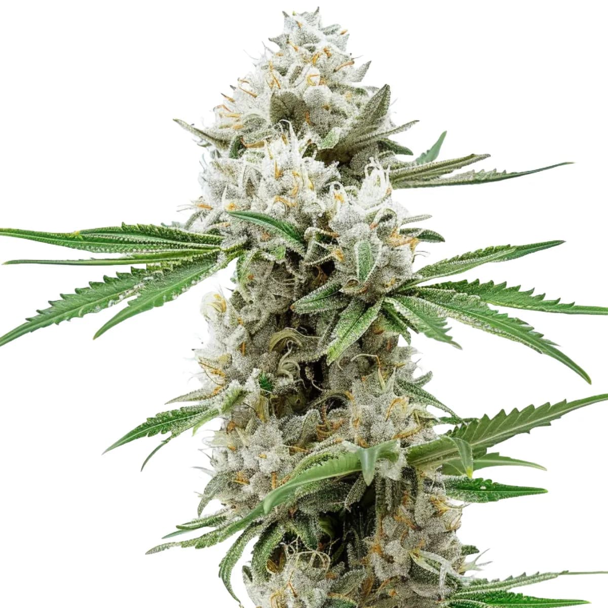 GG4 Auto