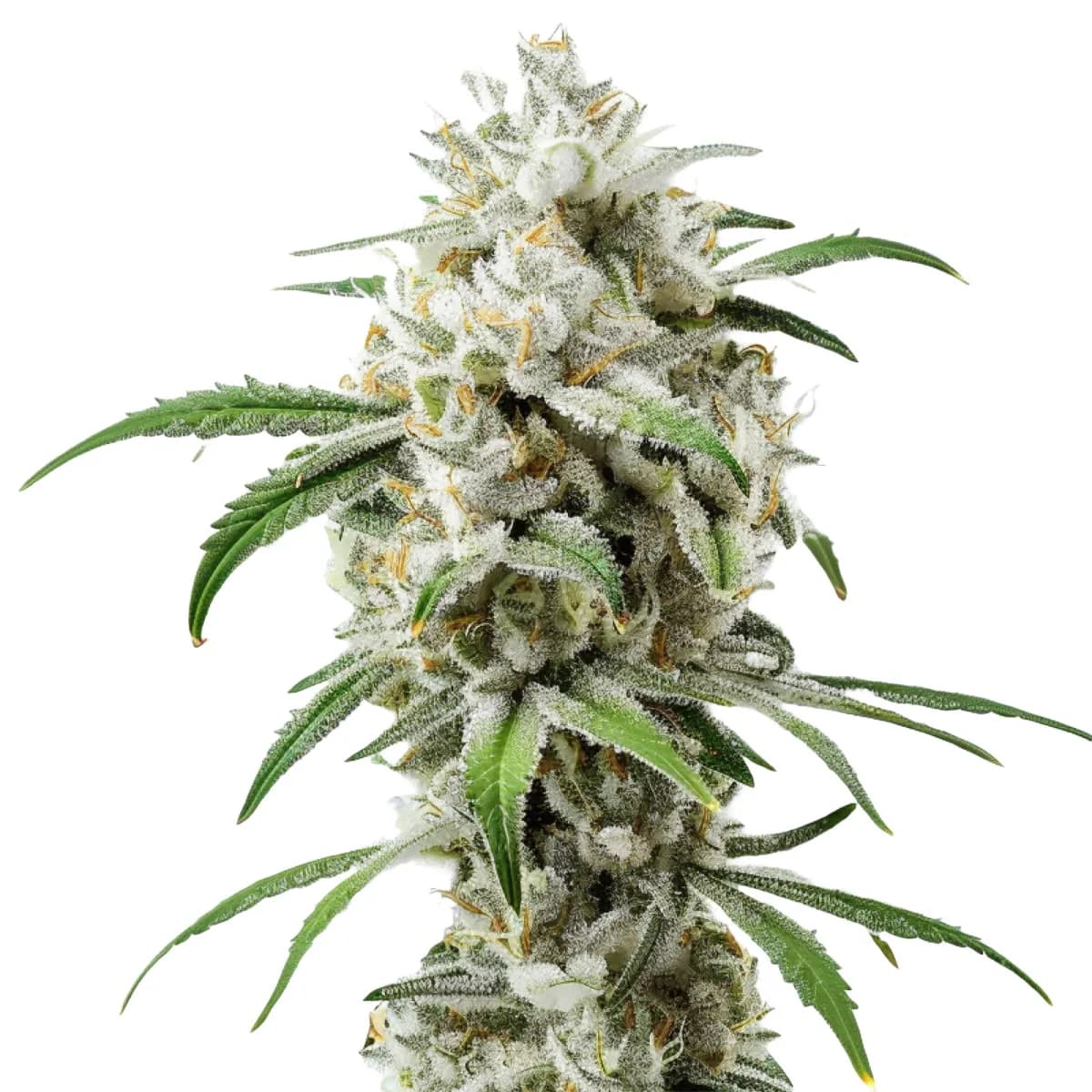 Girl Scout Cookies