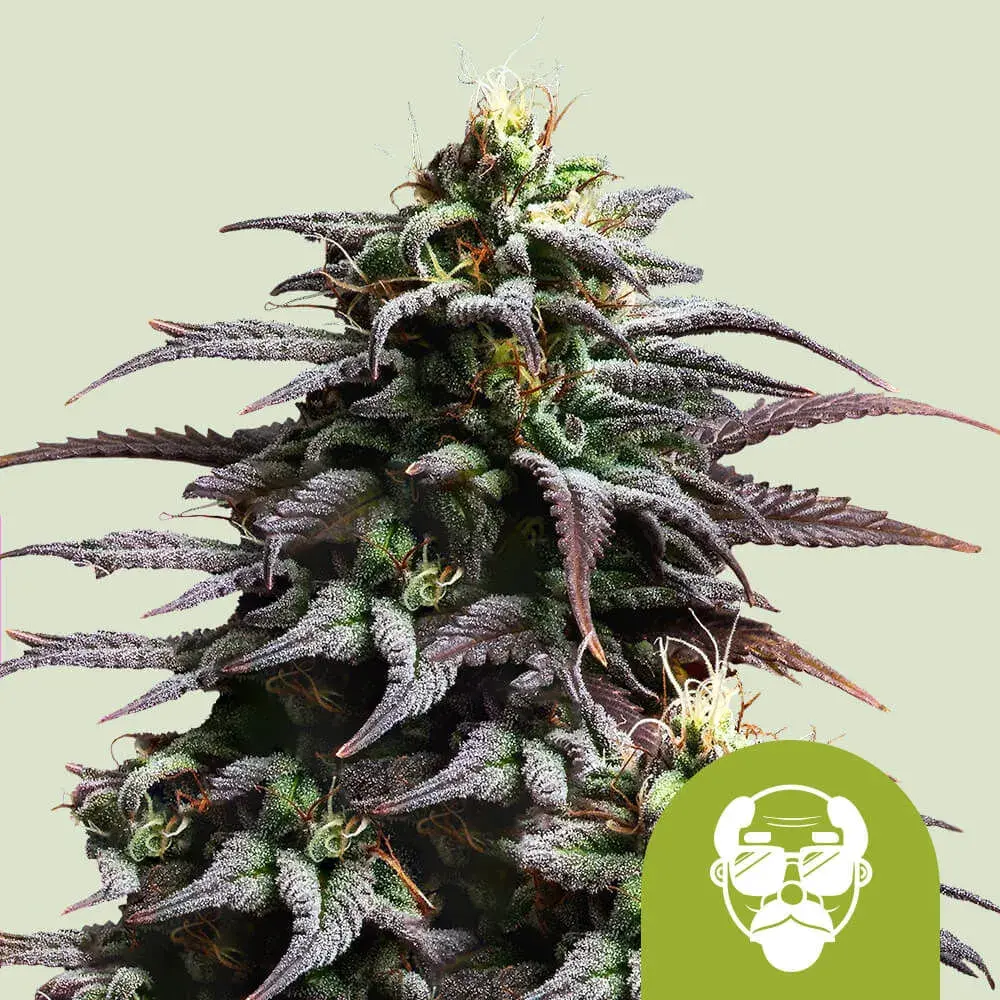 Granddaddy Purple