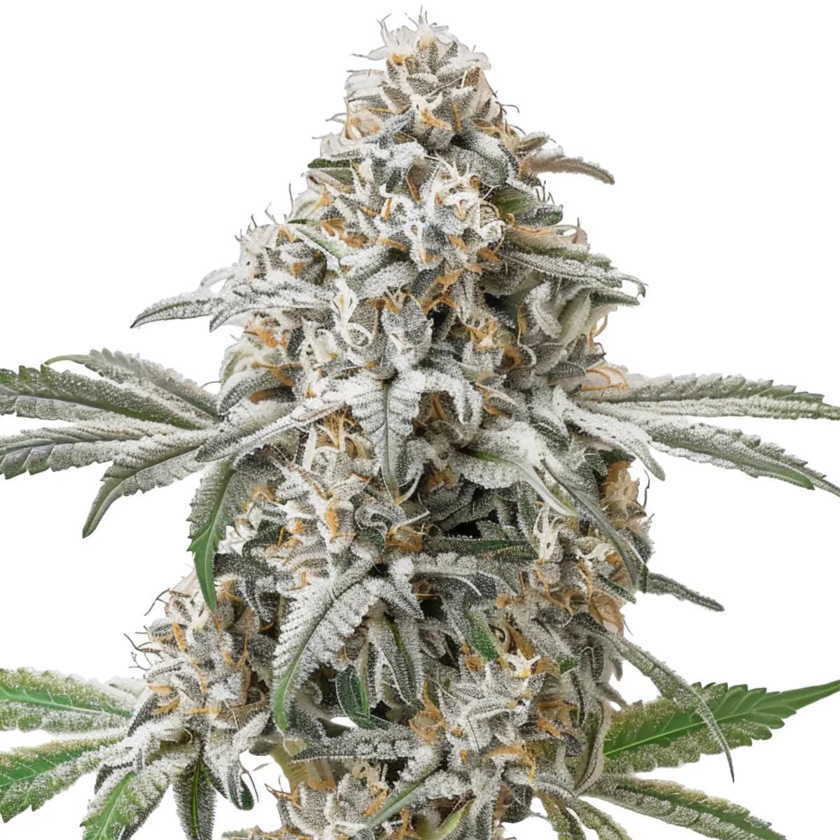 Green Crack Auto