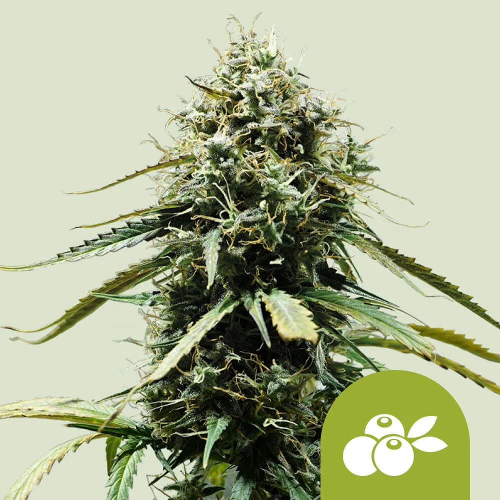 Haze Berry Autoflower