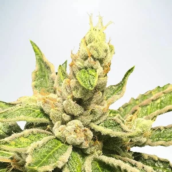 Mamacita’s Cookies