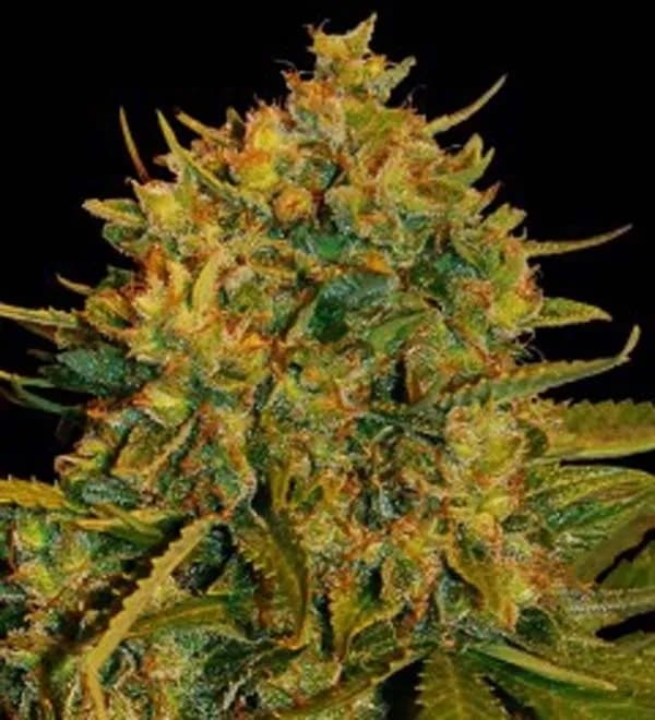 Northern Light x Big Bud Ryder Auto