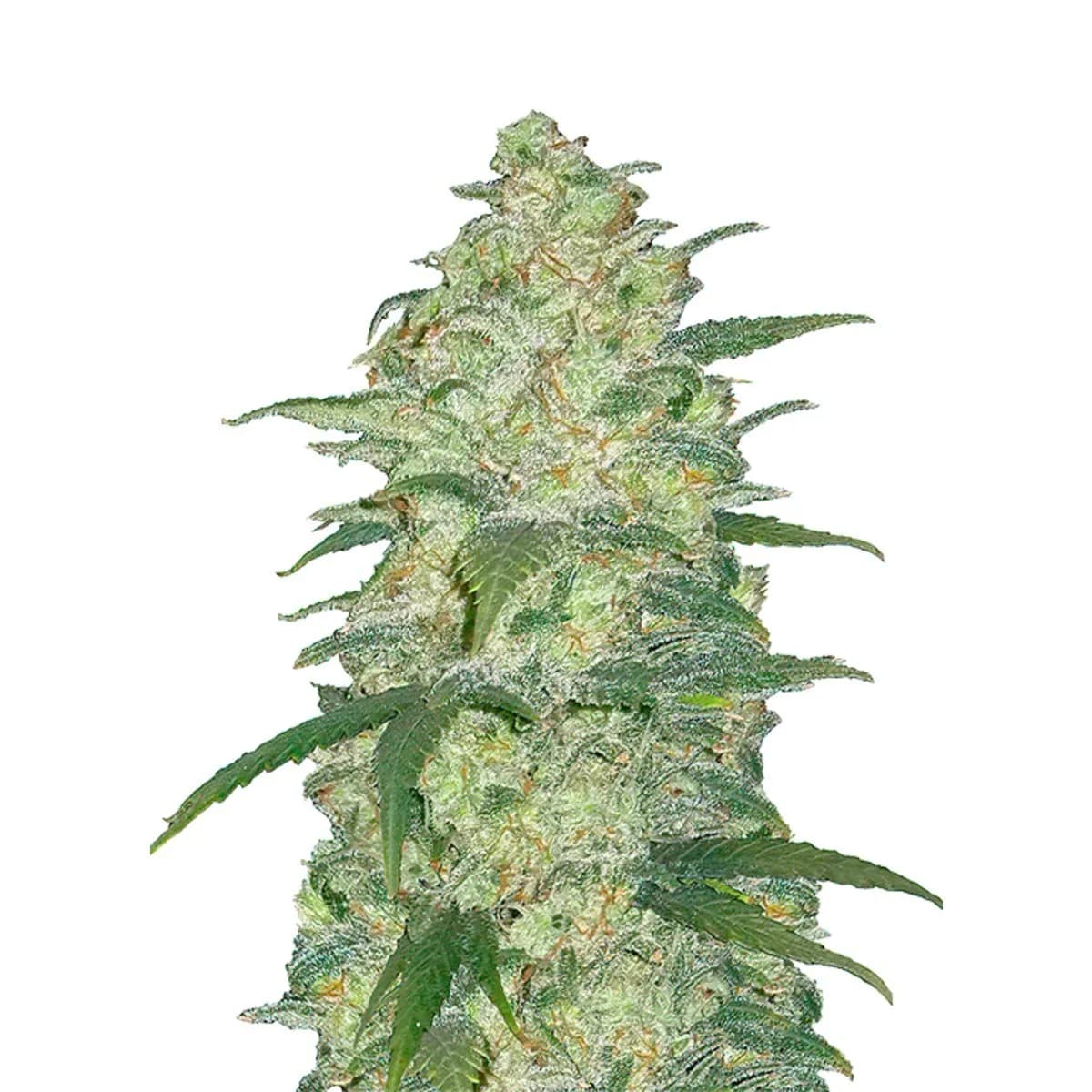 Original Auto White Widow